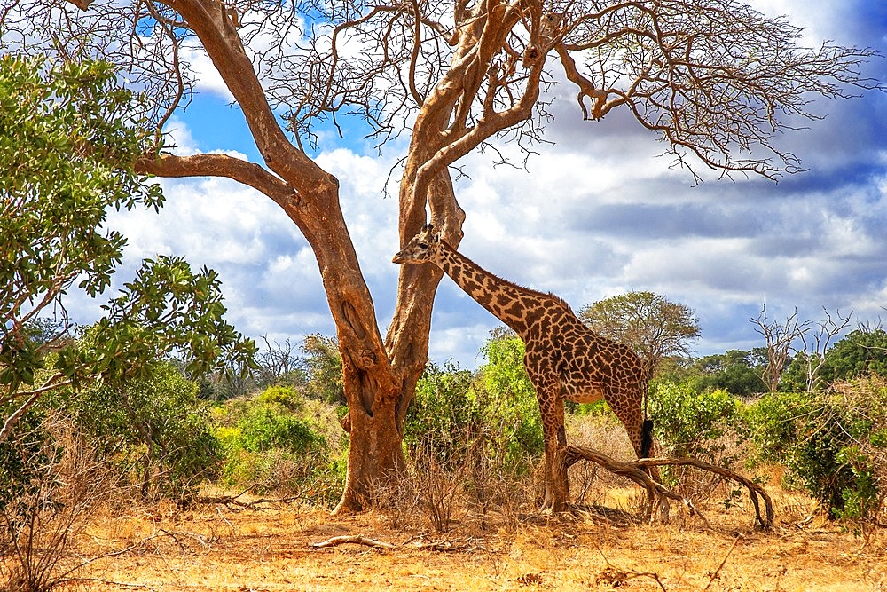 Maasai giraffe of Giraffa camelopardalis tippelskirchi in Tsavo East National Park, Kenya