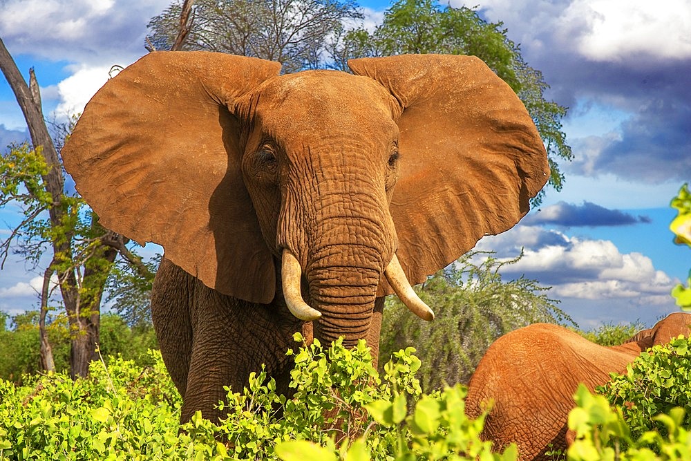 An elephant covered in red dust blocks a track in Kenya s Tsavo National Park