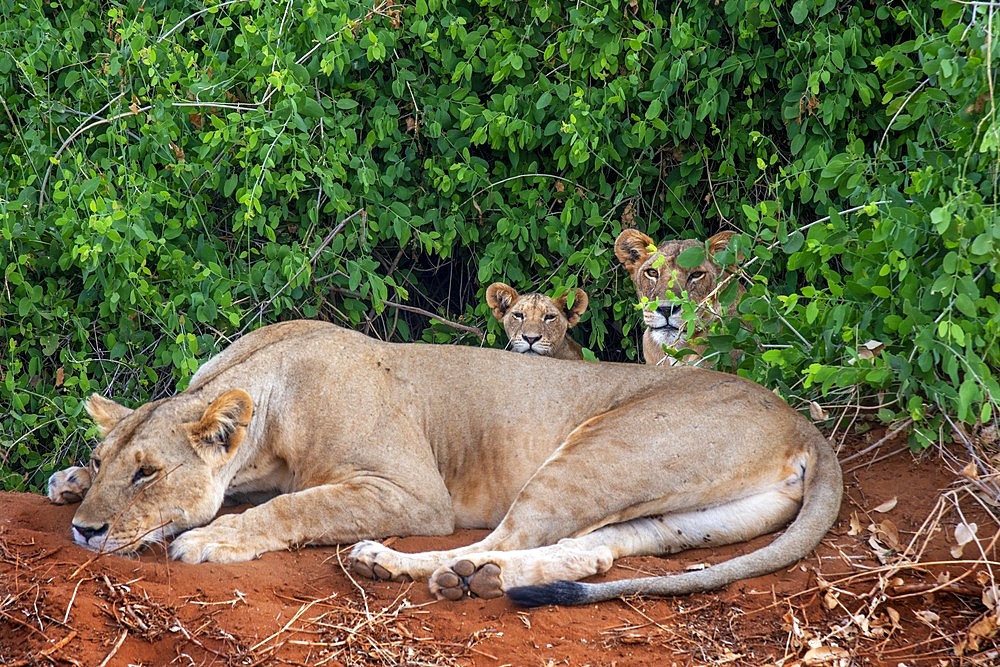 Female Lion or Panthera leo with puppies on Tsavo National Park, Kenya, Africa