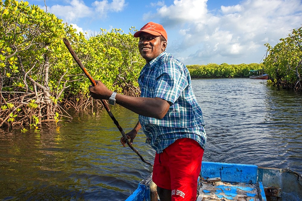 Dhow sailing through Makanda Channel, Lamu archipelago, Kenya. Red mangroves along coastline of Manda Island