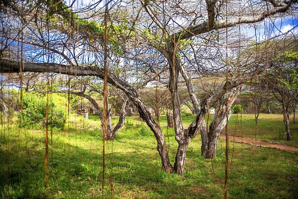 Green area near to the mosque at Takwa on Manda Island near Lamu Kenya