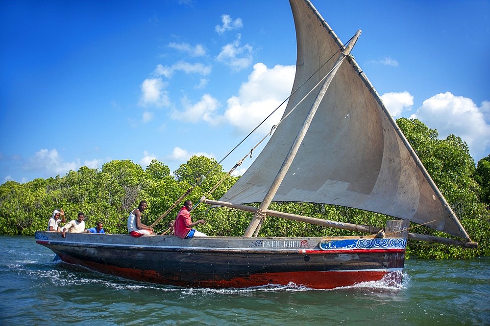 Dhow sailing through Makanda Channel, Lamu archipelago, Kenya. Red mangroves along coastline of Manda Island