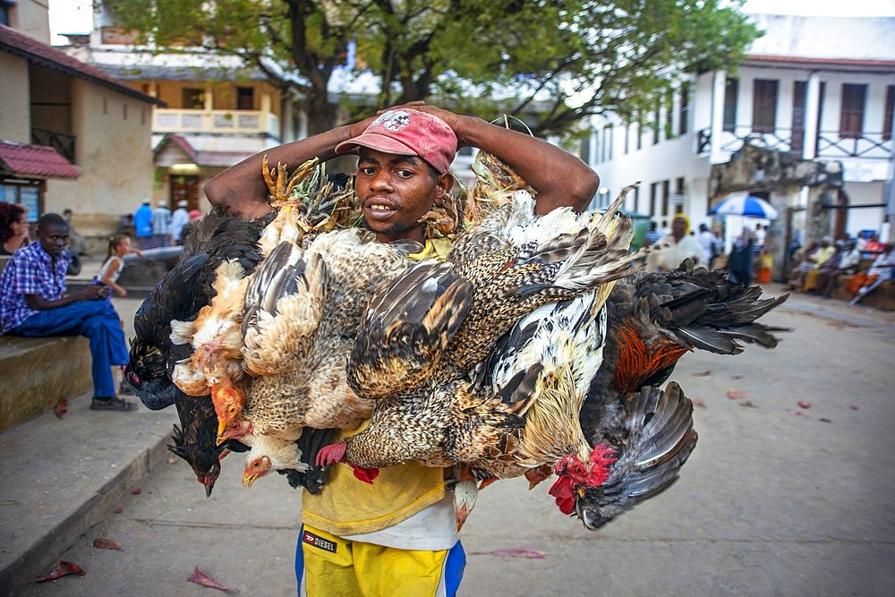 Kenya, Lamu Island. Chicken seller in Lamu Fort Plaza Square near the island's administrative offices is used as a meeting point during the heat of the day.