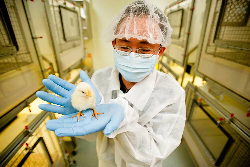 Scientist conducting an experiment on chicks in a laboratory