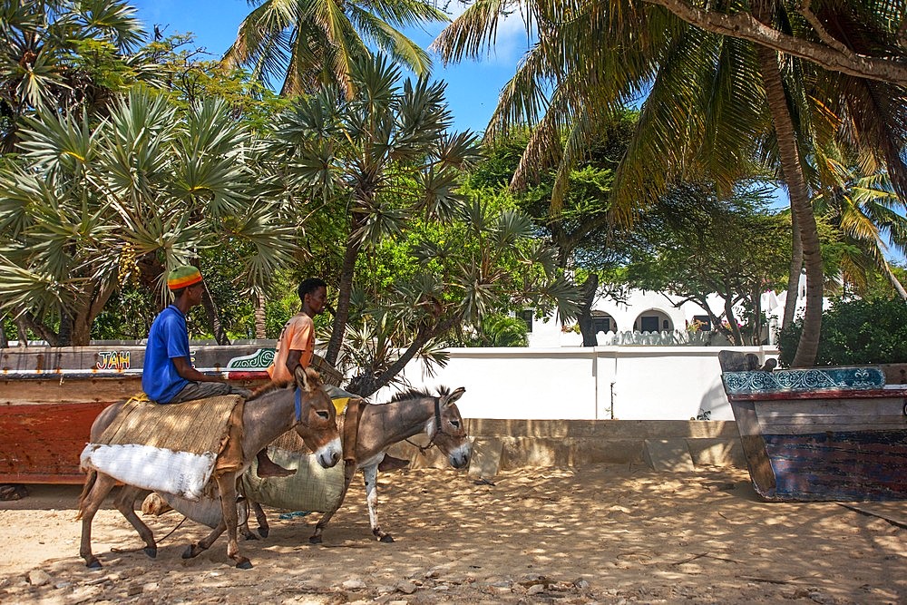 Man riding a donkey on Shela beach in the south of Lamu island archipelago in Kenya