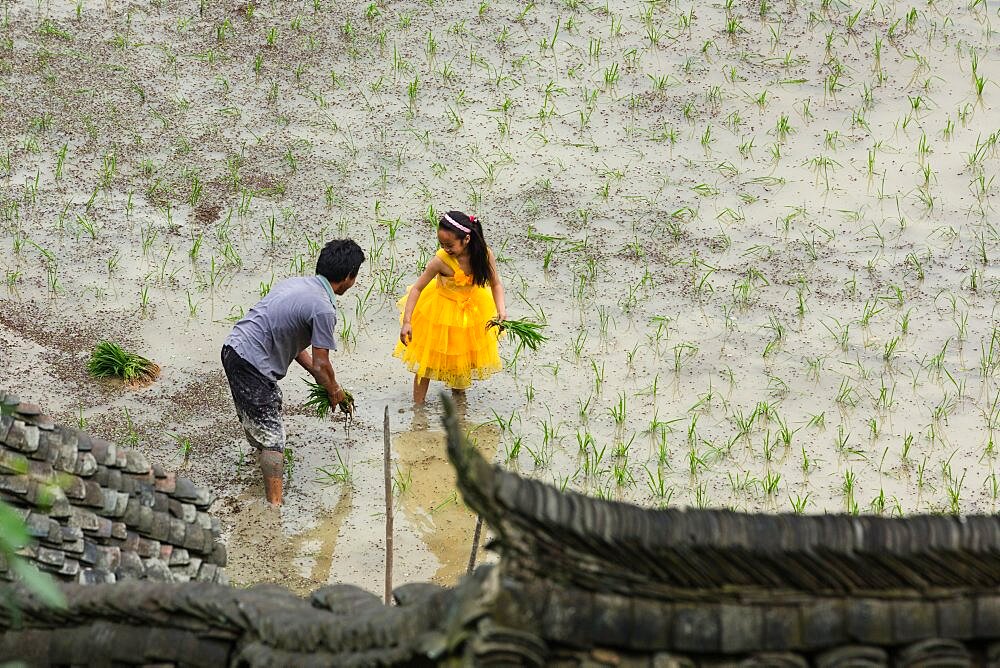 A young Chinese girl wearing a princess dress helps her father plant rice in a rice paddy in China.