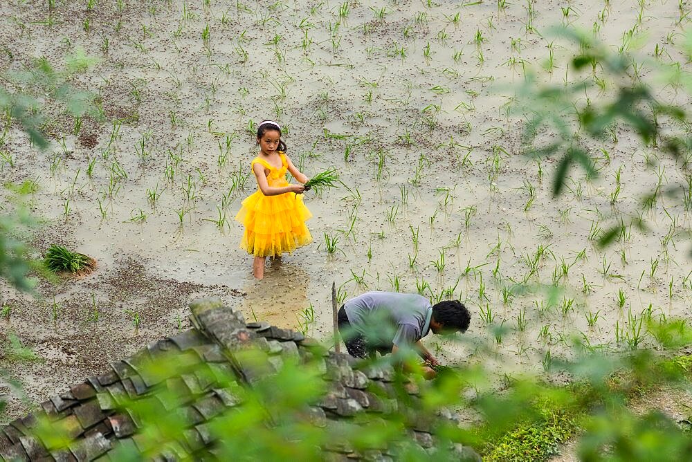 A young Chinese girl wearing a princess dress helps her father plant rice in a rice paddy in China.