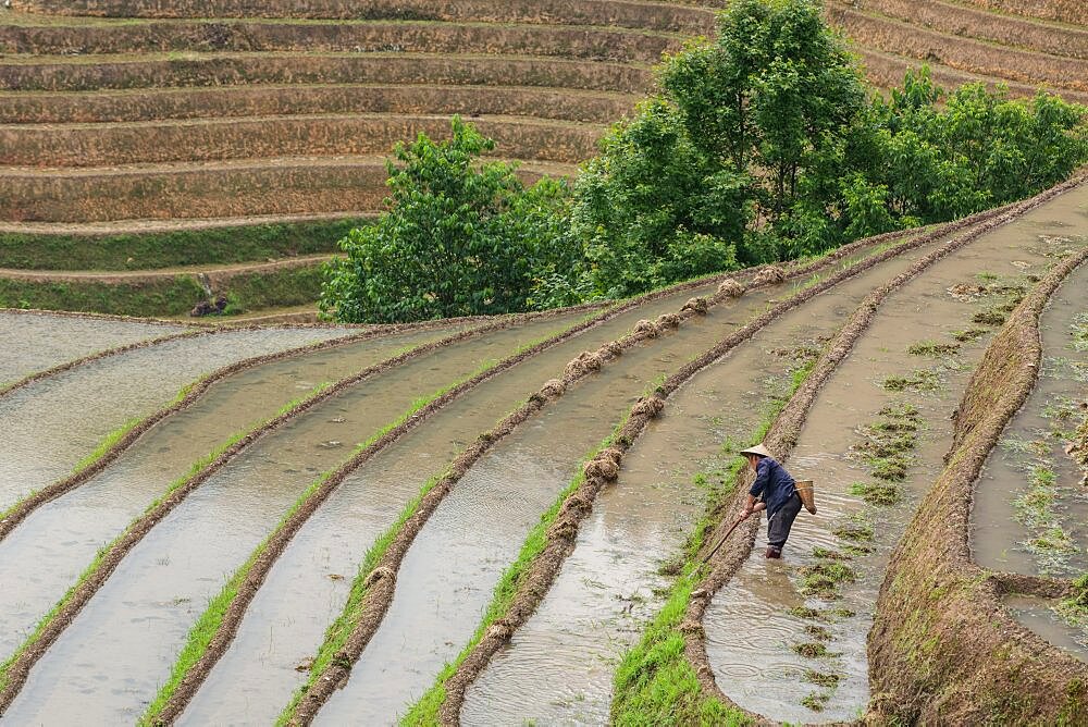 A farmer works to clear the rice paddies in the Ping'an section of the Longshen rice terraces in China.