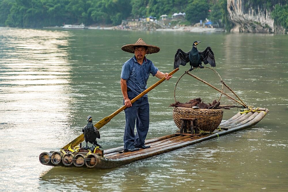 A cormorant fisherman with cormorants on a bamboo raft on the Li River. Xingping, China.