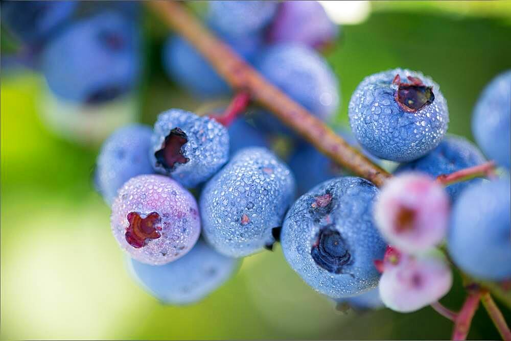 Blueberry bushes and harvest in Temuco Chile