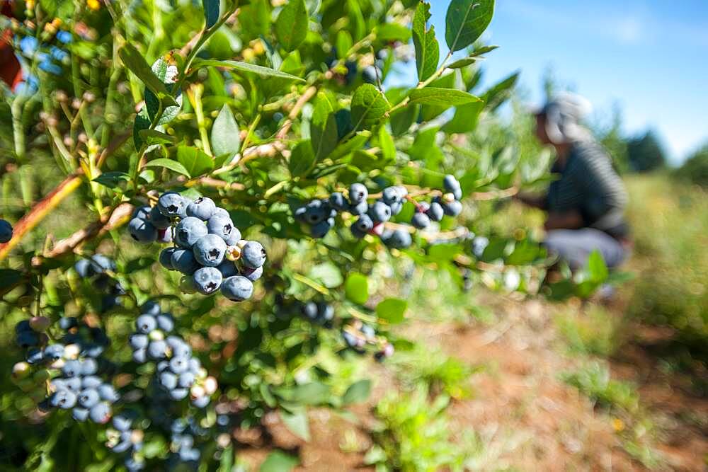 Blueberry bushes and harvest in Temuco Chile