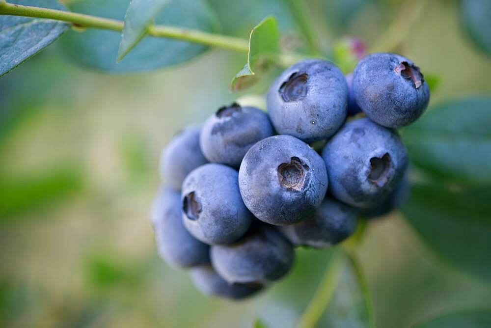 Blueberry bushes and harvest in Temuco Chile