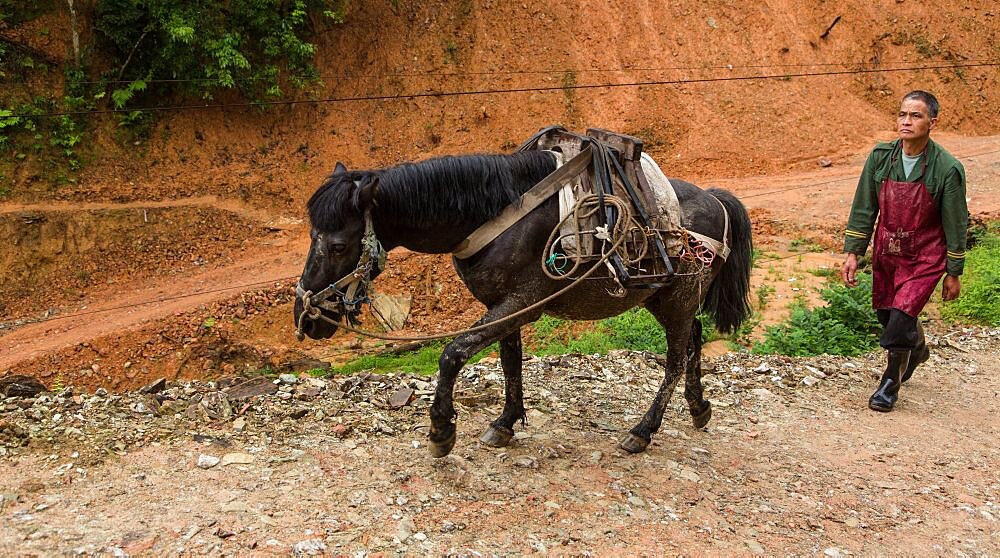 A Chinese farmer walks with his horse up to the Jinkeng rice terraces to work. Longshen, China.