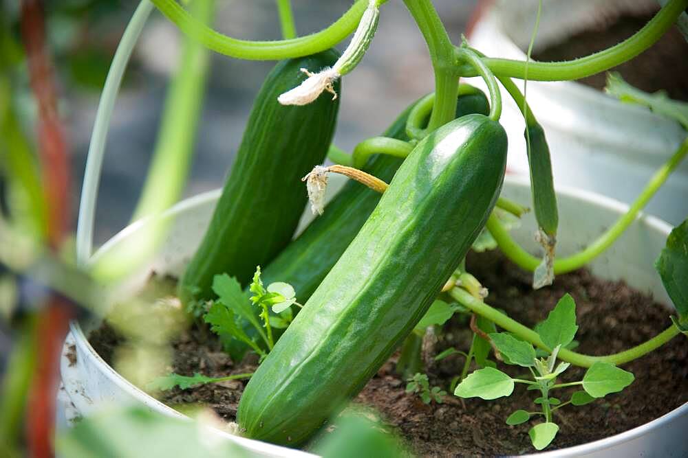 Cucumber Plants in Buckets