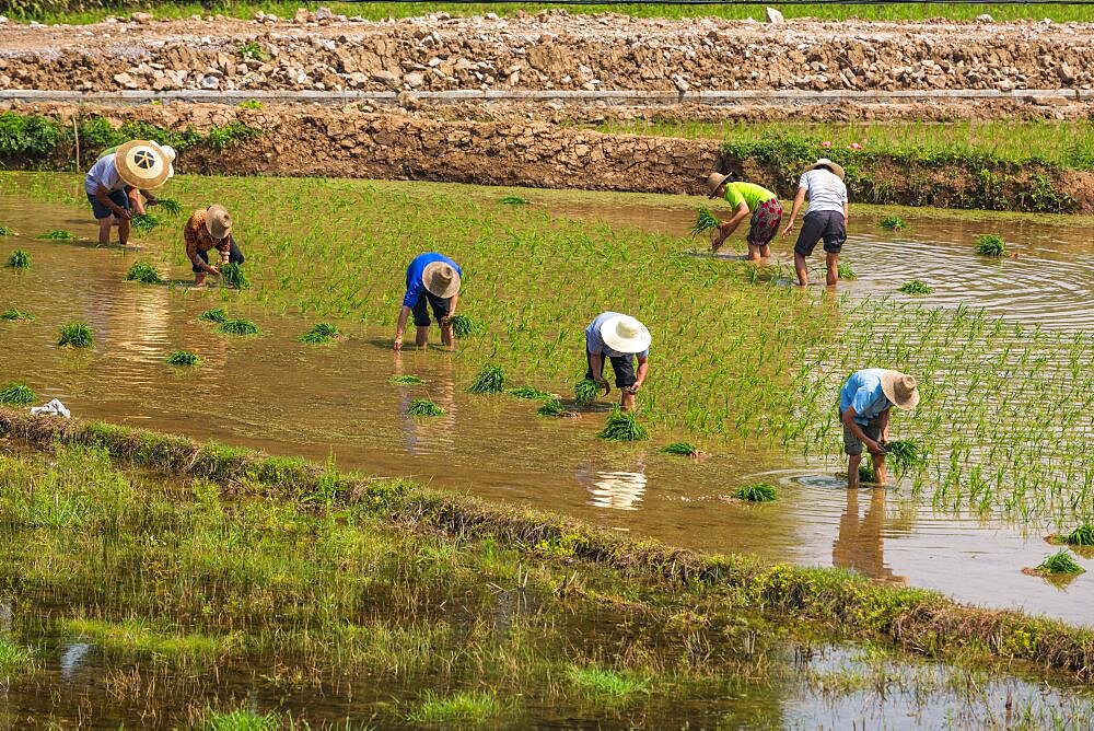 Farmers plant rice in a flooded rice paddy in China.