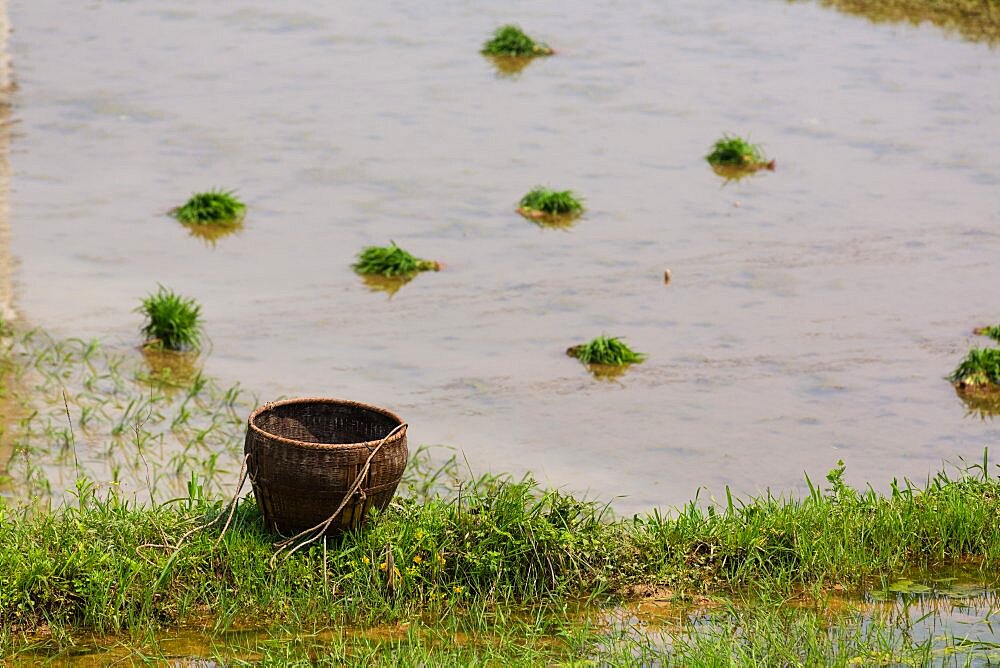 A wicker basket by a flooded rice paddy with bundles of new rice plants to be planted in Hunan, China.