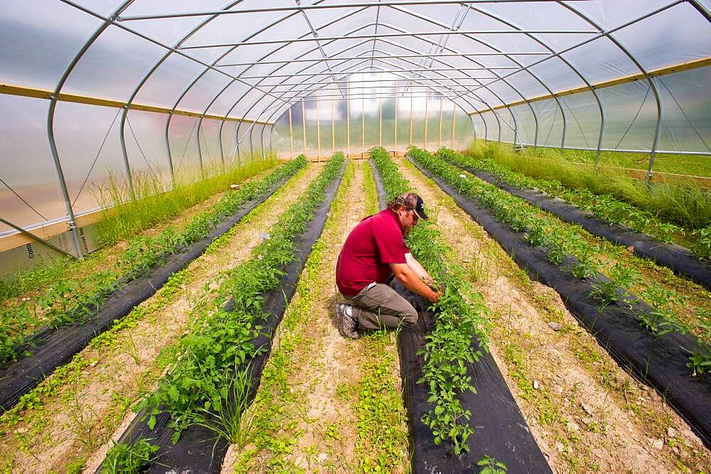 Man Caring For Plants in Greenhouse