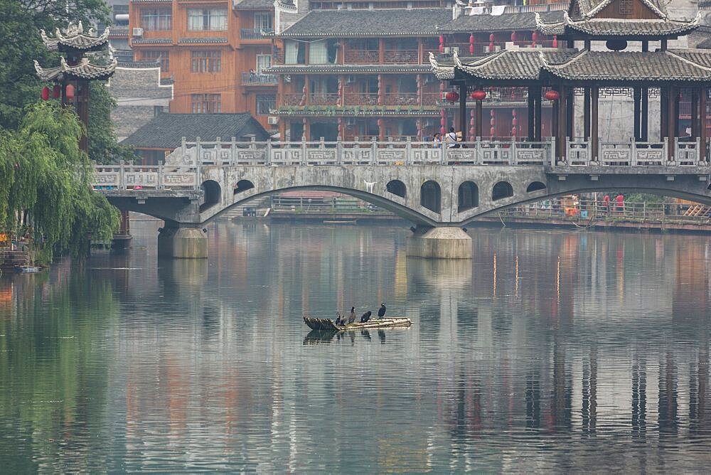 Great Cormorants resting on a raft in the Tuojiang River with a stone bridge behind in Fenghuang, China.