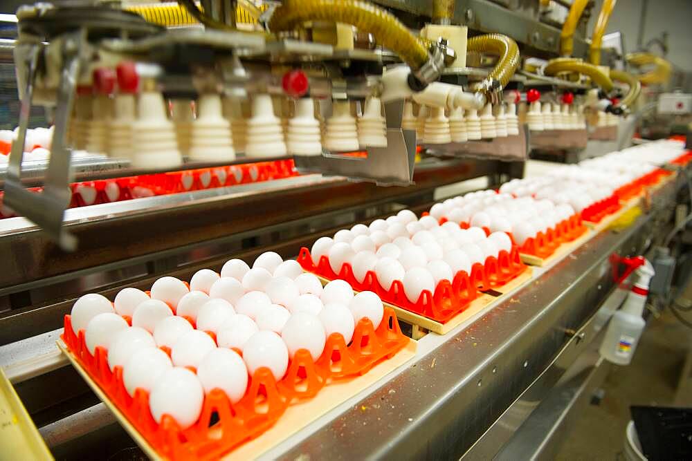 Eggs sorted on a conventional production commercial egg farm