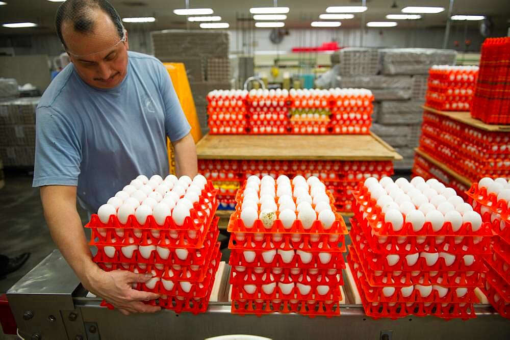 Eggs sorted on a conventional production commercial egg farm