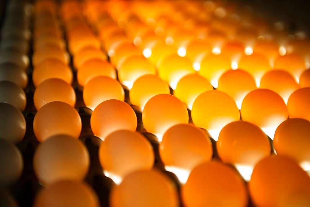 Eggs sorted on a conventional production commercial egg farm