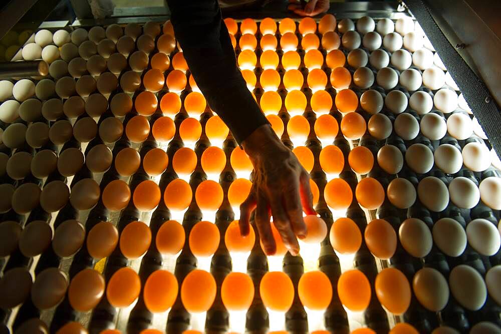 Eggs sorted on a conventional production commercial egg farm