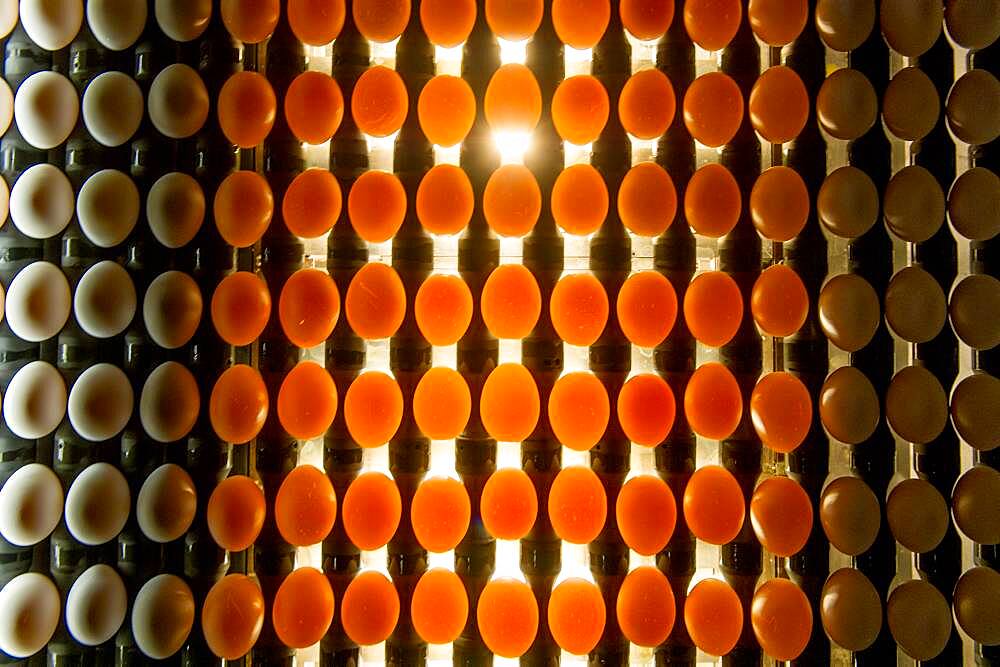 Eggs sorted on a conventional production commercial egg farm