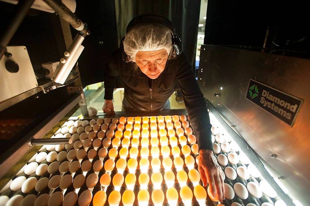 Egg sorter at a processing plant on egg farm