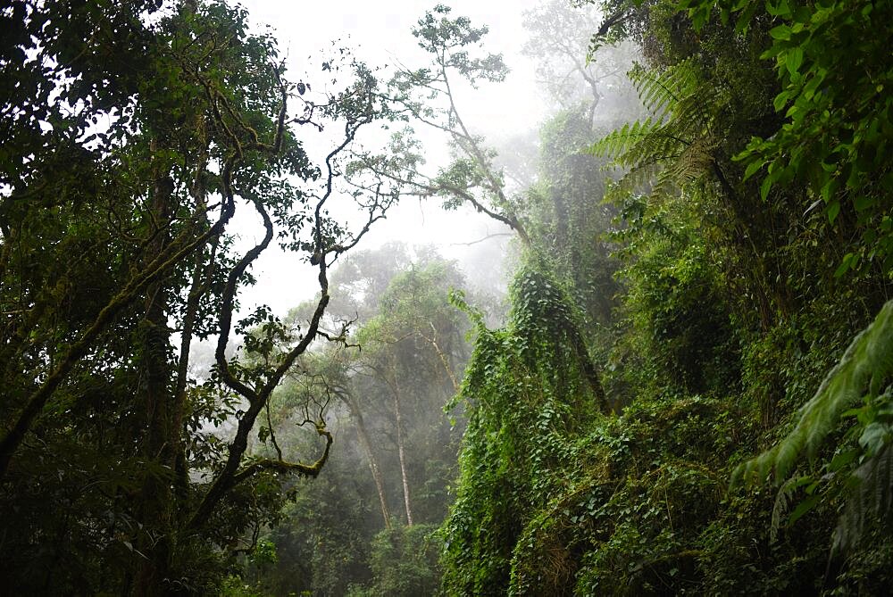 The Cocora Valley (Spanish: Valle de Cocora) is a valley in the department of Quindio, just outside the pretty little town of Salento, in the country of Colombia,