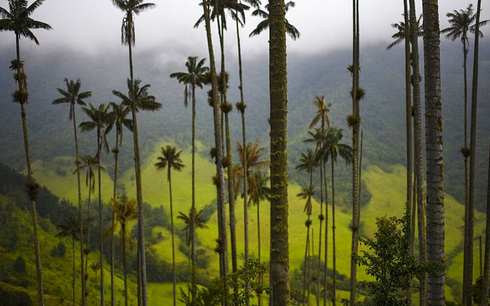 The Cocora Valley (Spanish: Valle de Cocora) is a valley in the department of Quindio, just outside the pretty little town of Salento, in the country of Colombia,