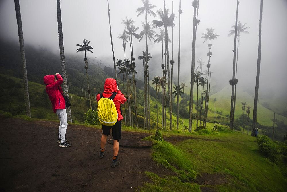 The Cocora Valley (Spanish: Valle de Cocora) is a valley in the department of Quindio, just outside the pretty little town of Salento, in the country of Colombia,