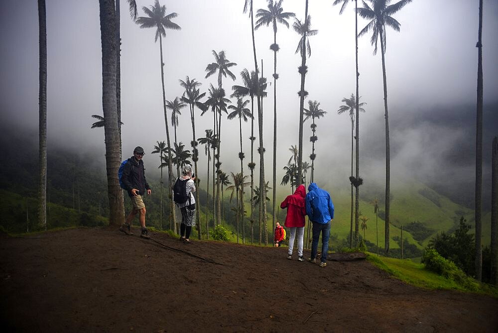 The Cocora Valley (Spanish: Valle de Cocora) is a valley in the department of Quindio, just outside the pretty little town of Salento, in the country of Colombia,