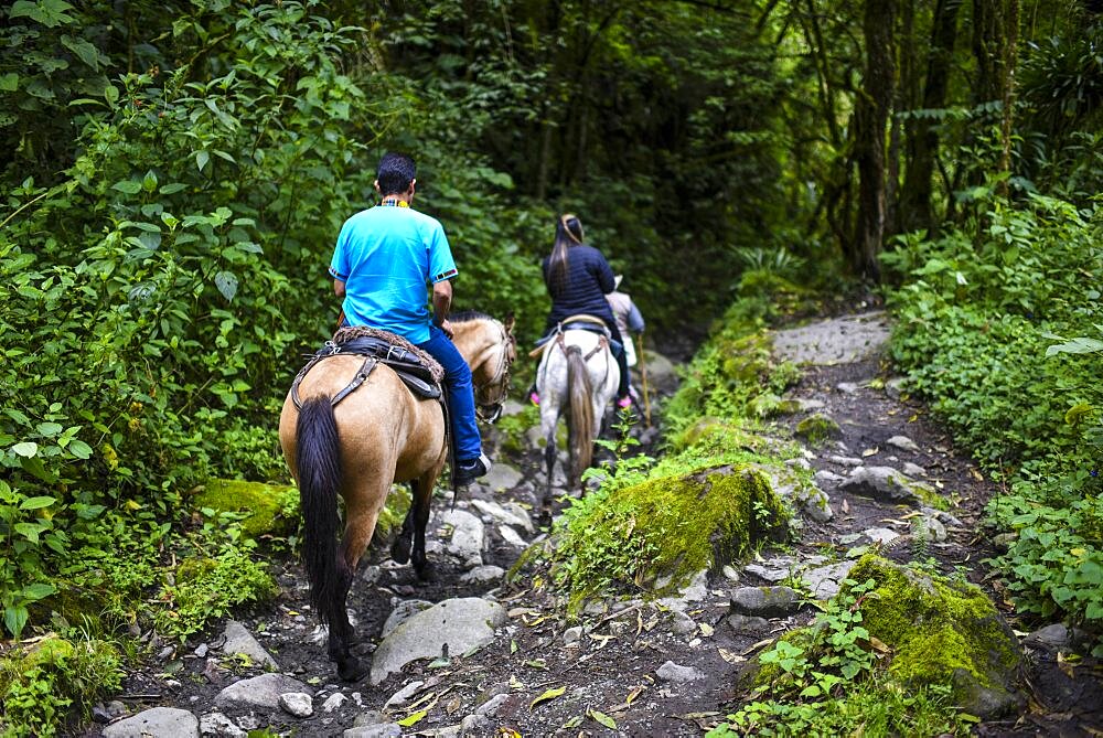 The Cocora Valley (Spanish: Valle de Cocora) is a valley in the department of Quindio, just outside the pretty little town of Salento, in the country of Colombia,