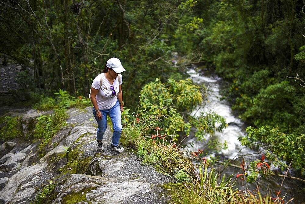 The Cocora Valley (Spanish: Valle de Cocora) is a valley in the department of Quindio, just outside the pretty little town of Salento, in the country of Colombia,