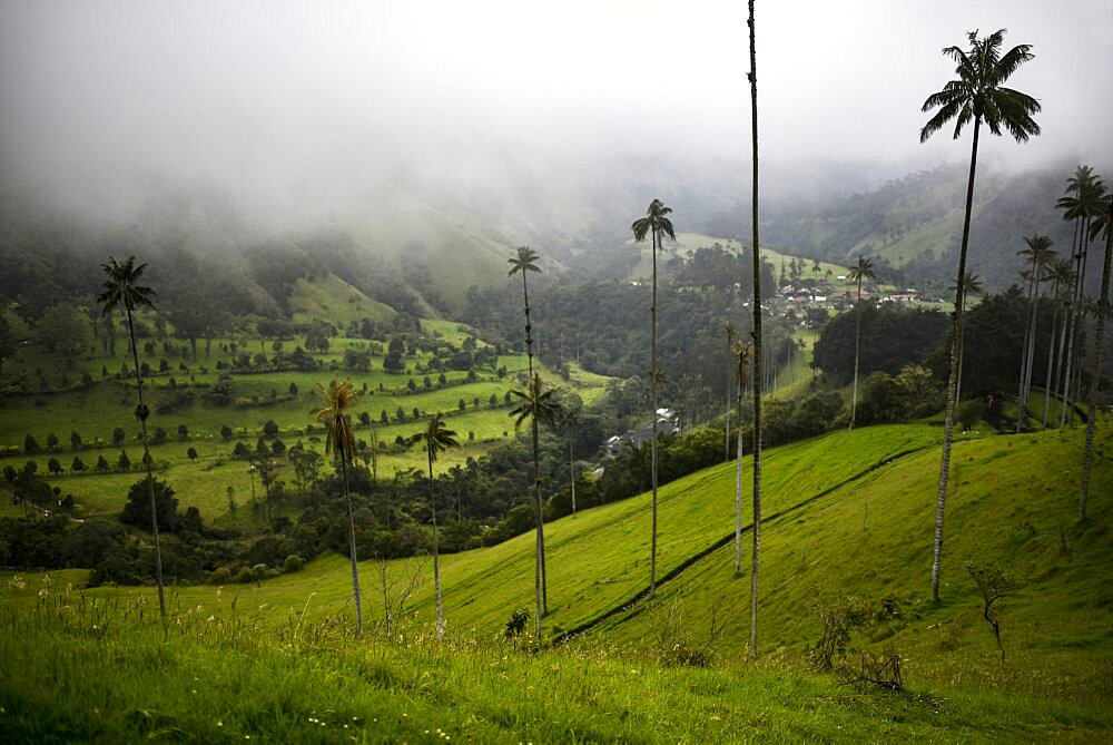 The Cocora Valley (Spanish: Valle de Cocora) is a valley in the department of Quindio, just outside the pretty little town of Salento, in the country of Colombia,