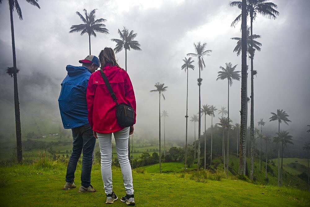 The Cocora Valley (Spanish: Valle de Cocora) is a valley in the department of Quindio, just outside the pretty little town of Salento, in the country of Colombia,