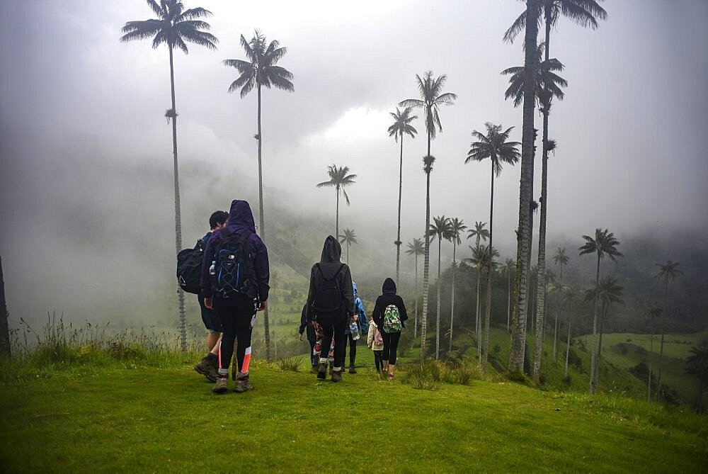 The Cocora Valley (Spanish: Valle de Cocora) is a valley in the department of Quindio, just outside the pretty little town of Salento, in the country of Colombia,