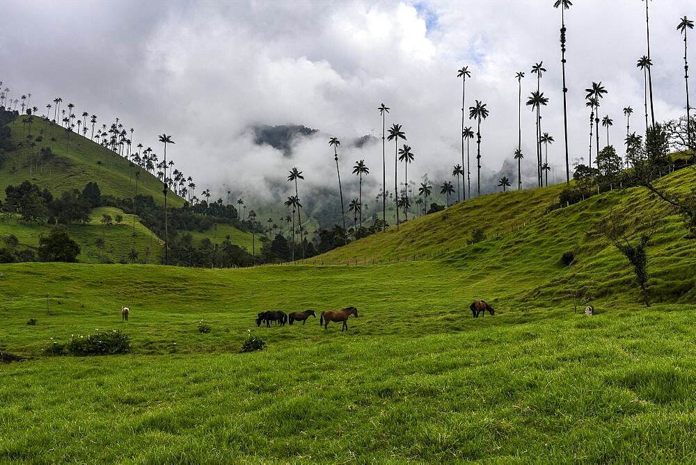 The Cocora Valley (Spanish: Valle de Cocora) is a valley in the department of Quindio, just outside the pretty little town of Salento, in the country of Colombia,