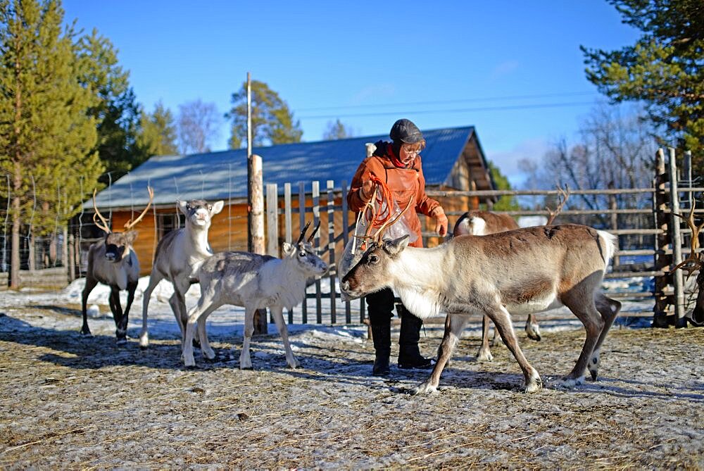 In the Reindeer farm of Tuula Airamo, a S?mi descendant, by Muttus Lake. Inari, Lapland, Finland