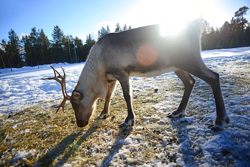 In the Reindeer farm of Tuula Airamo, a S?mi descendant, by Muttus Lake. Inari, Lapland, Finland