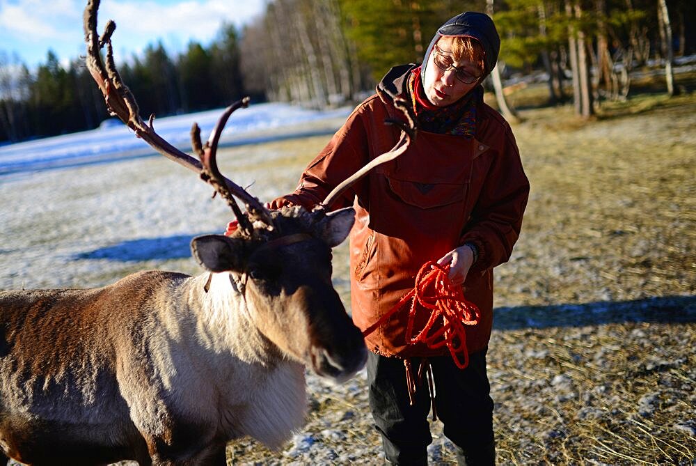 In the Reindeer farm of Tuula Airamo, a S?mi descendant, by Muttus Lake. Inari, Lapland, Finland