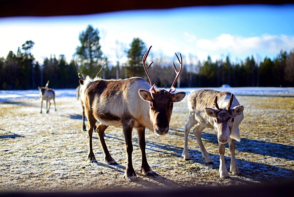 In the Reindeer farm of Tuula Airamo, a S?mi descendant, by Muttus Lake. Inari, Lapland, Finland