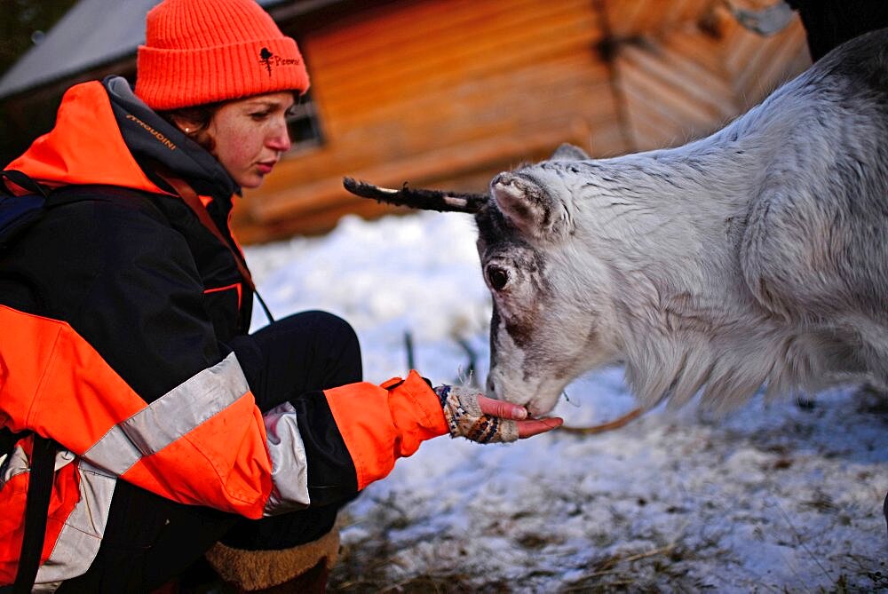 Young woman feeds a reindeer in the Reindeer farm of Tuula Airamo, a S?mi descendant, by Muttus Lake. Inari, Lapland, Finland