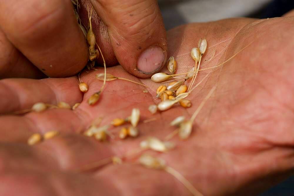 Hand in a wheat field