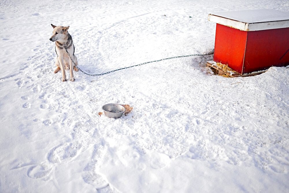 Wilderness husky sledding taiga tour with Bearhillhusky in Rovaniemi, Lapland, Finland