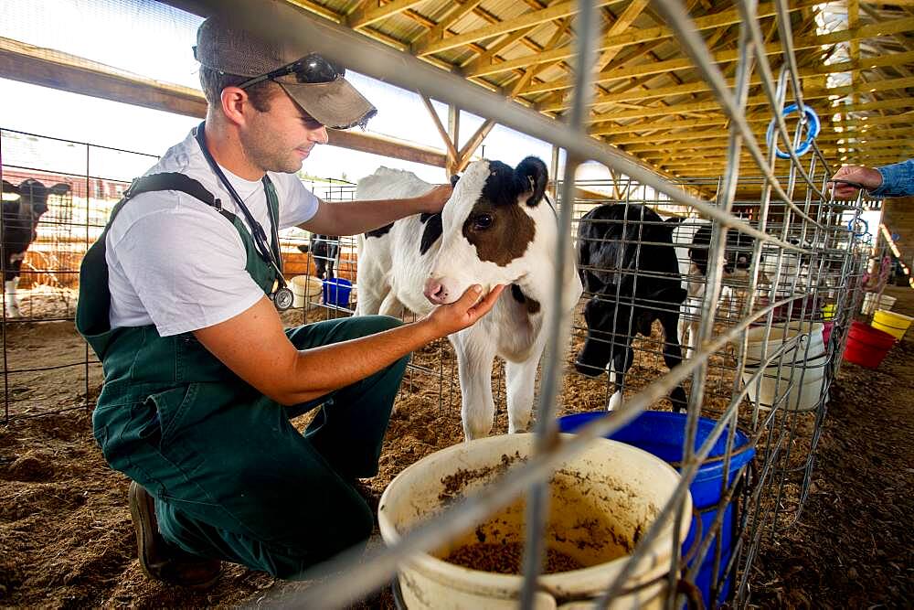 Veterinarian inspecting dairy cows in a stable inside barn