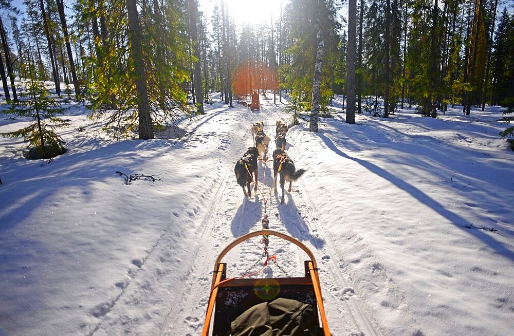 Wilderness husky sledding taiga tour with Bearhillhusky in Rovaniemi, Lapland, Finland