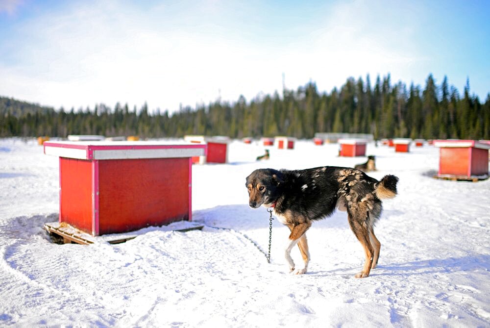 Wilderness husky sledding taiga tour with Bearhillhusky in Rovaniemi, Lapland, Finland