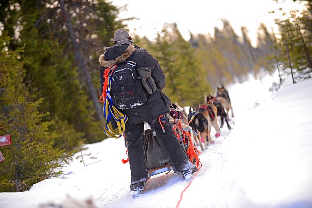 Wilderness husky sledding taiga tour with Bearhillhusky in Rovaniemi, Lapland, Finland