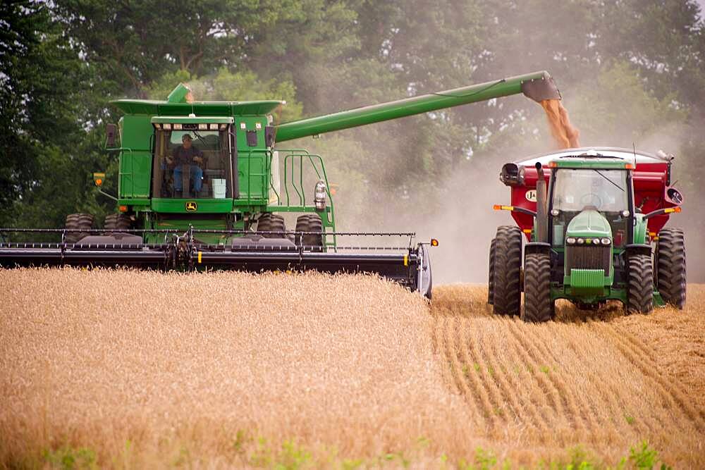 Wheat Harvest